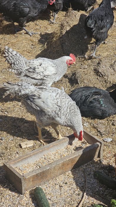 Продам петухов породистых