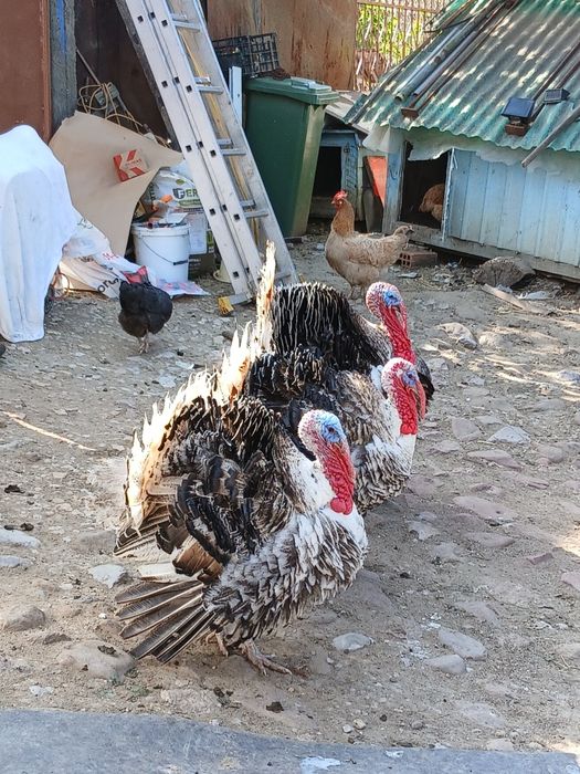 Vând curcani de casa