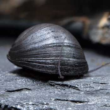 Улитки неретины, лучшие чистильщики аквариума