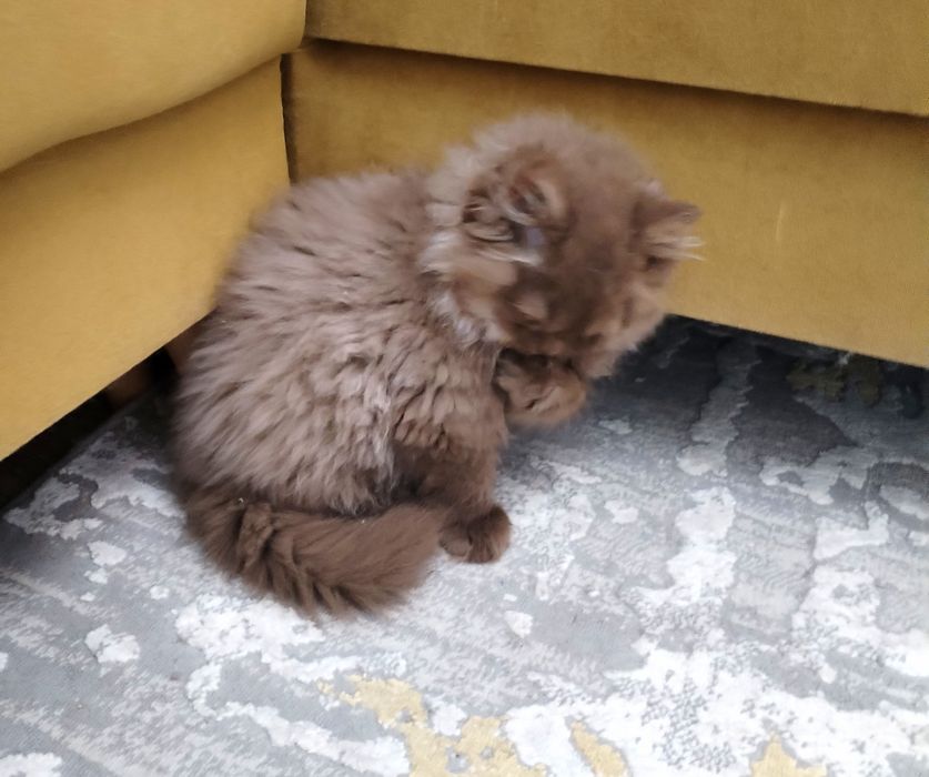 British longhair ciocolata