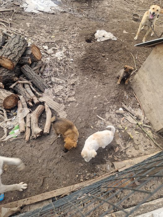 Здравствуйте отдам звоночков срочно