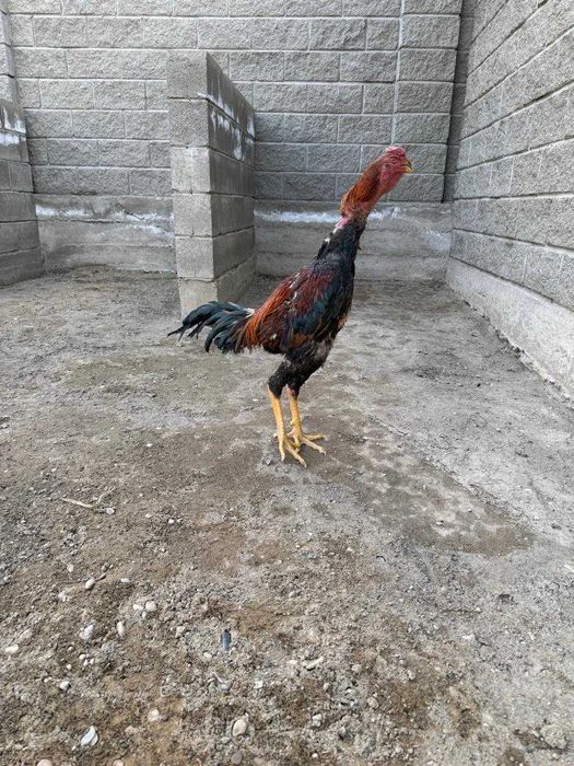 Бойцовый петух           .