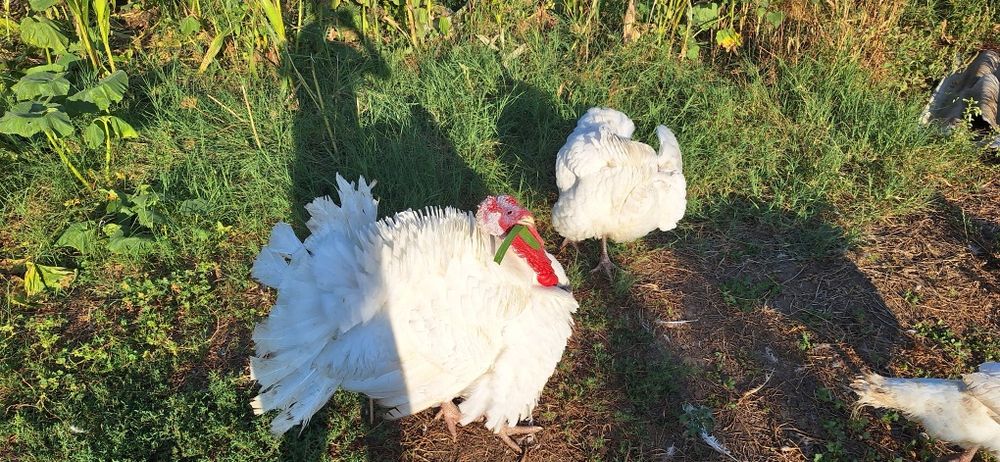 Vând curci albe de la cârcea de anul acesta cu greutatea de 10-12kg