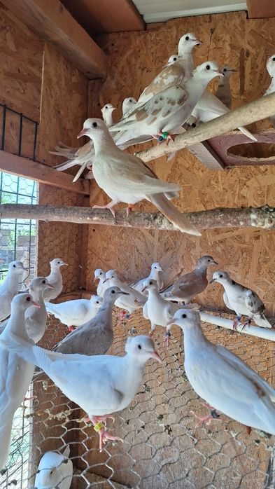 Turturele Râzătoare ... Cucuruzi