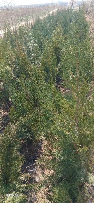 Archa bo'yi 30smdan 1 metrgacha optom narxda sotiladi .donasi 20ming