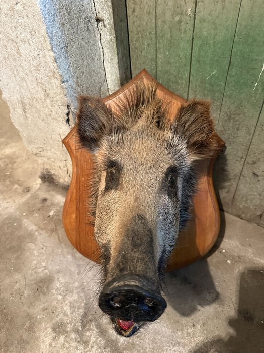 Продавам препариран глиган