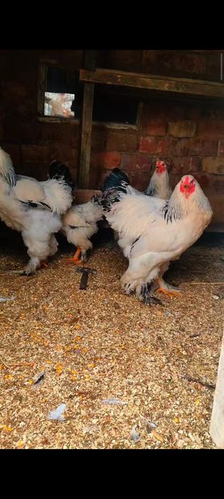 Брама қораздар сатылады