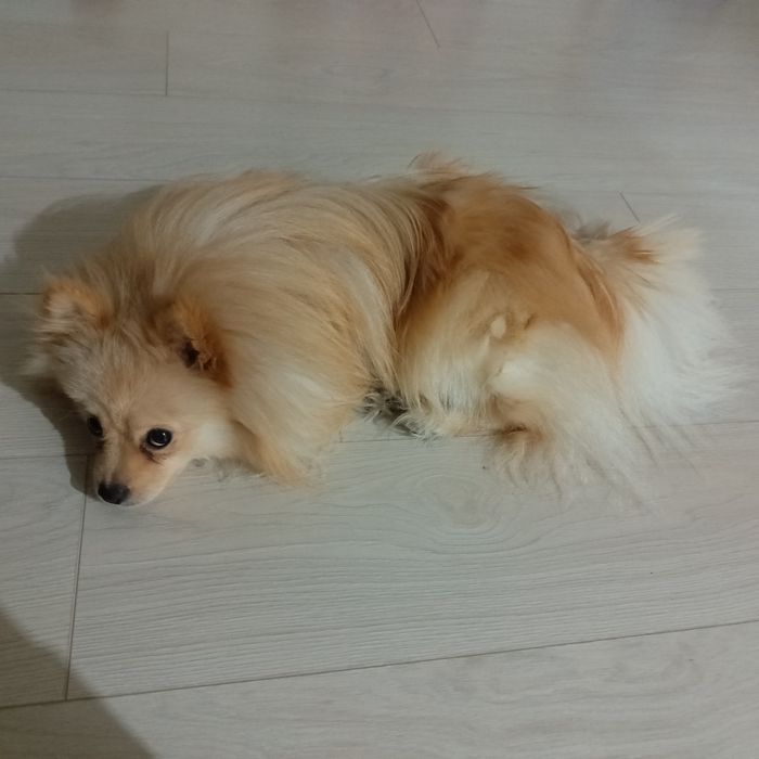 Продам породистую собаку