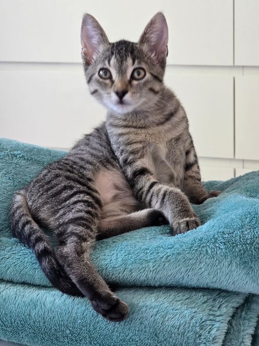 Adoptie pui pisica