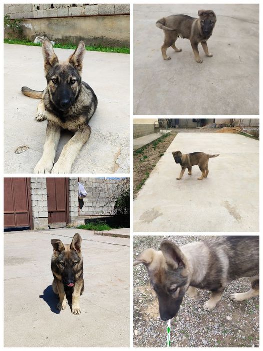 Овчарка сталады. Продам овчарку.