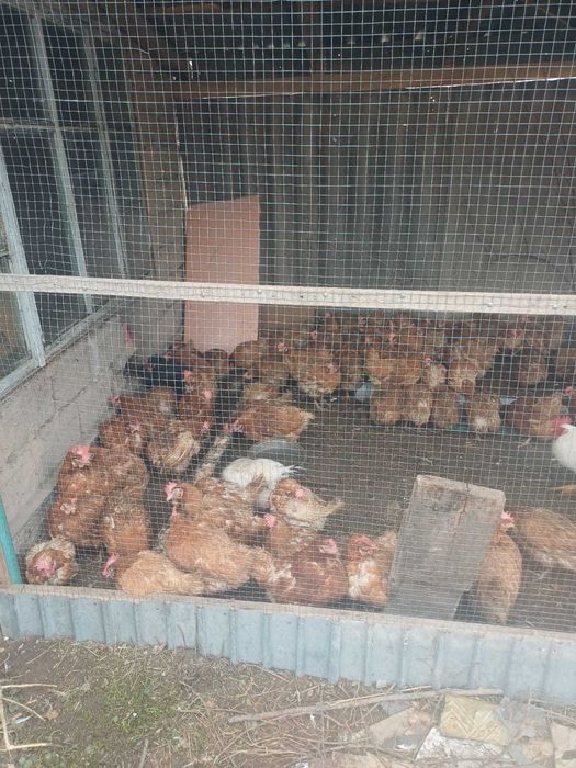 Продам домашних кур