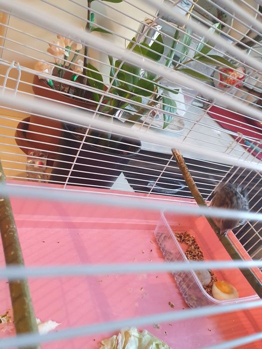 Продаю канарейку