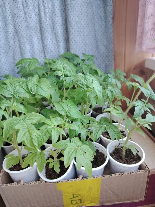 Продам рассаду помидоры, перец