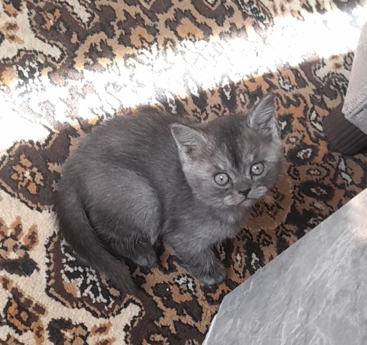 Ажойиб  мушукчалар