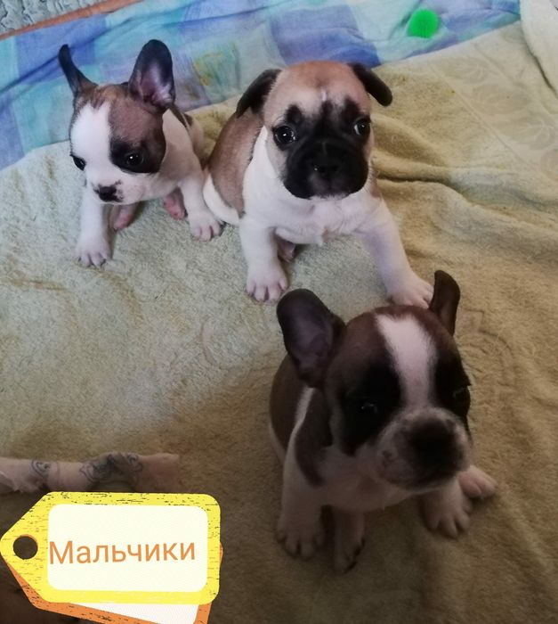 Продам щенков французского бульдога