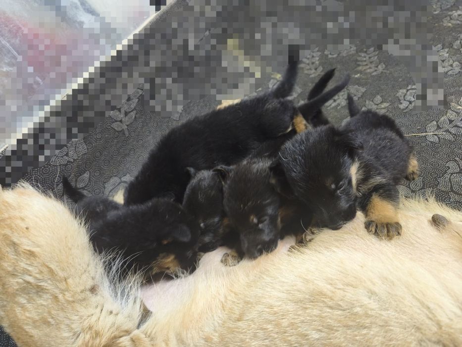 Продам щенков немецкой овчарки