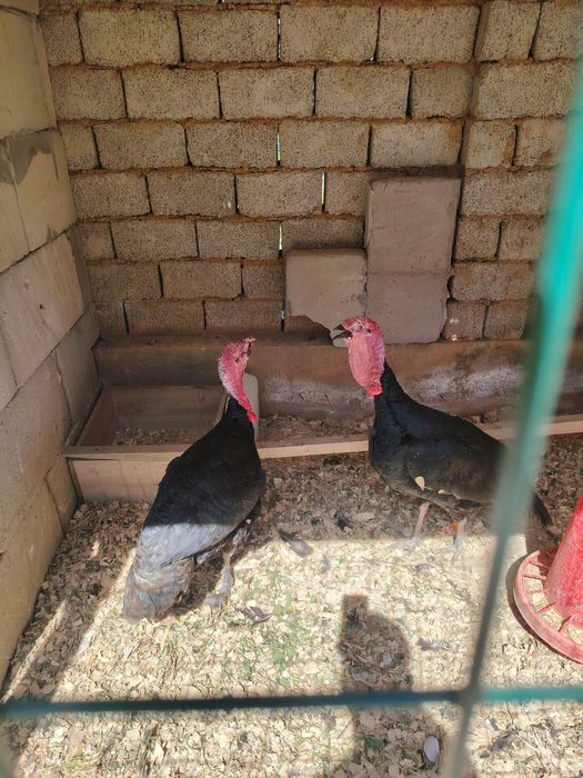 Kurka, induk xorozi  sotiladi 3 ta