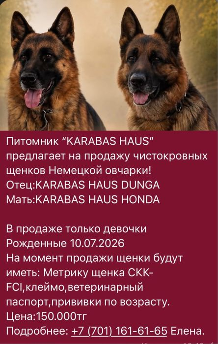 Чистокровные щенки немецкой овчарки