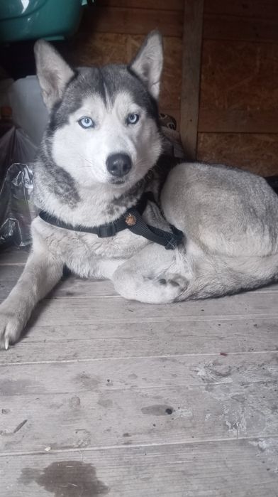 Продам Хаски сабака