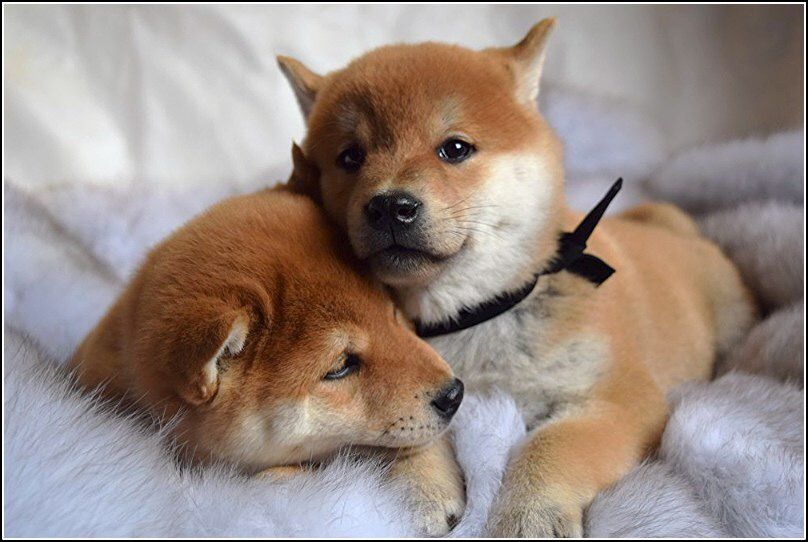 японские сибочки