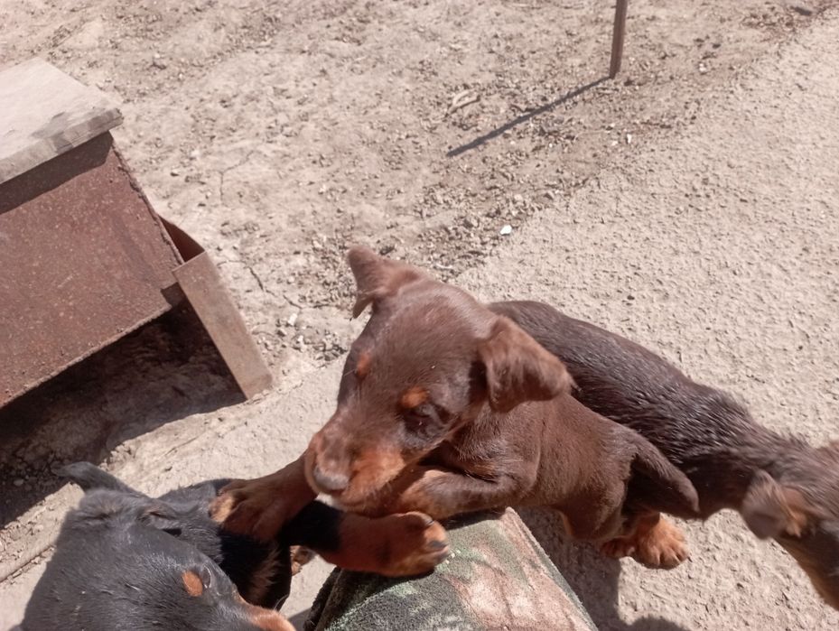 Продам щенков ягдтерьера