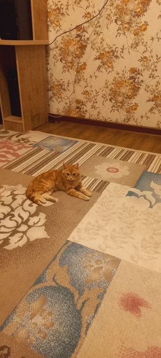 СКОТИШ  ФОЛД сотилади