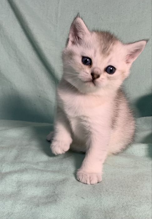 Шотладская кошечка.