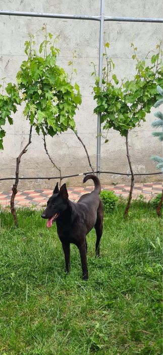 Ciobanesc Belgian Malinois Negru