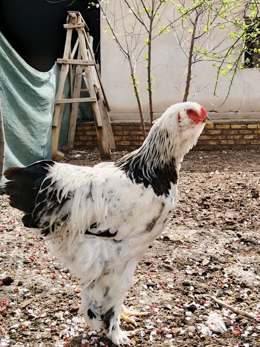 Хуразла сатилади