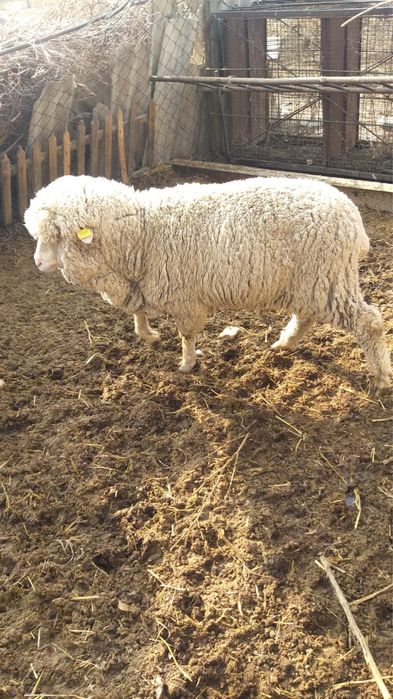 Кой сатылады / Продам баранов