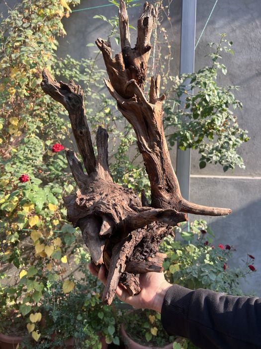 Коряги разного размера и вида