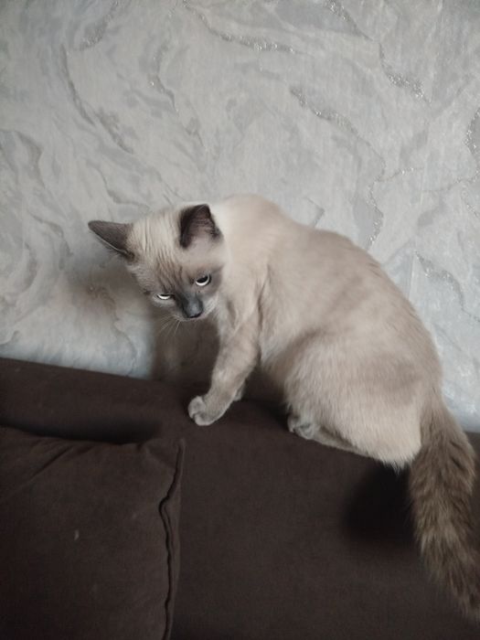 Отдам кота в добрые руки