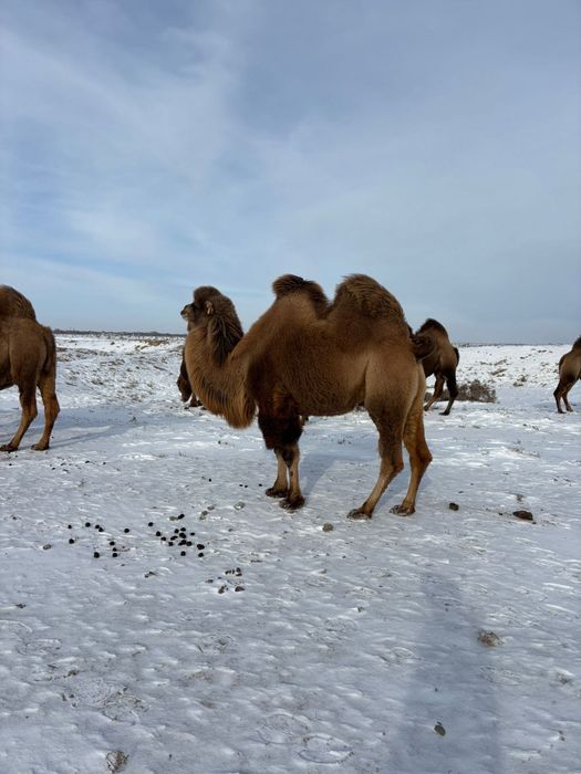 Туйе сатылады Буаз