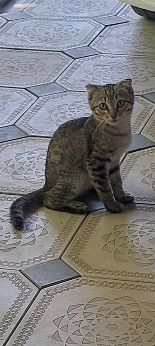 Отдам котёнка вислаухий