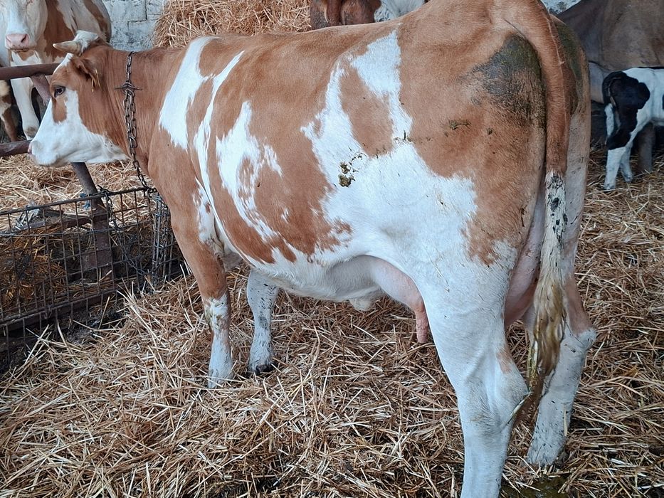 Juninca baltata românească fatata azi