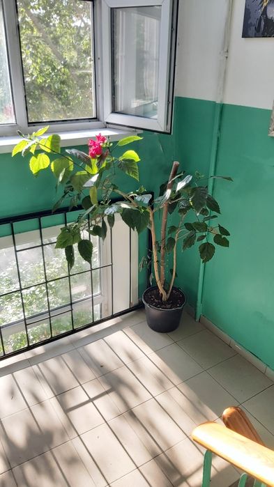 Роза цветок комнатный