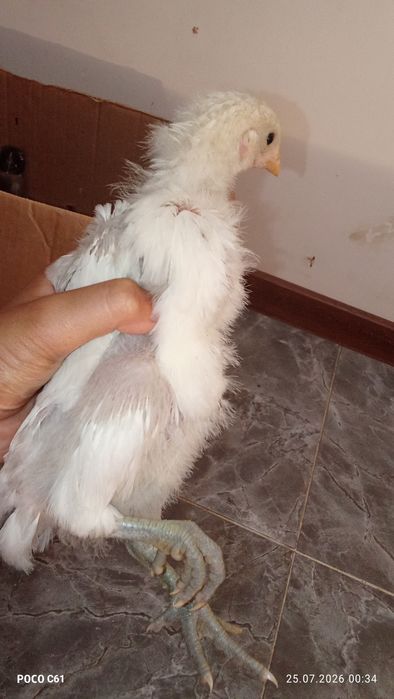 Продам цыплят ..
