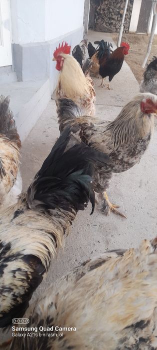 Brama xõrozlar 100 ming