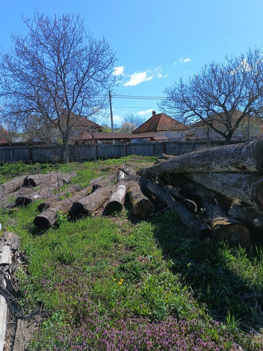 Buștean stejar uscat