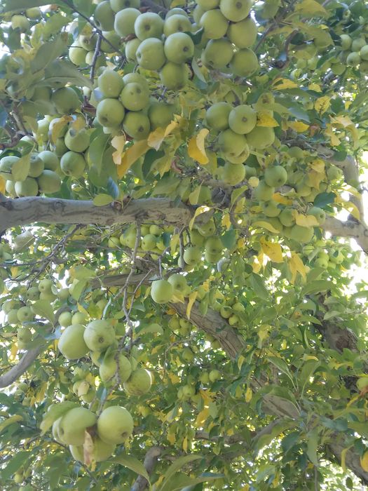 Vând teren, parte livadă-parte extravilan.