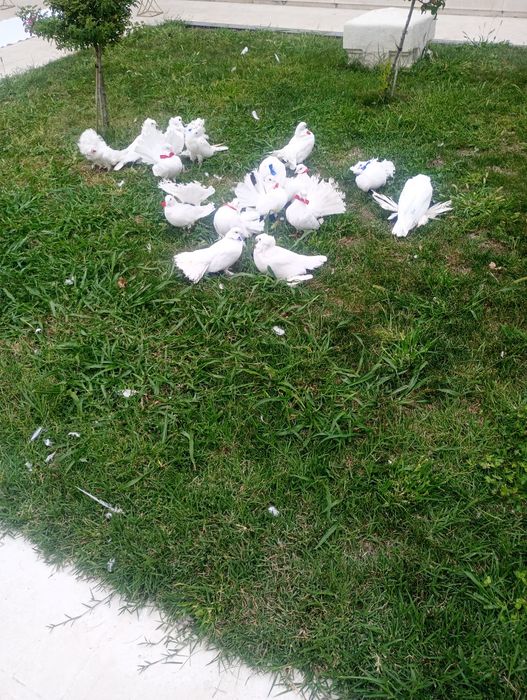 Închiriez porumbei pentru nunți