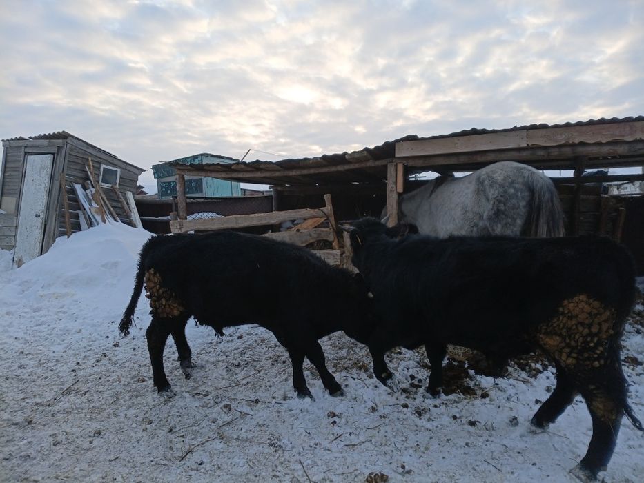 Продам быков с откорма