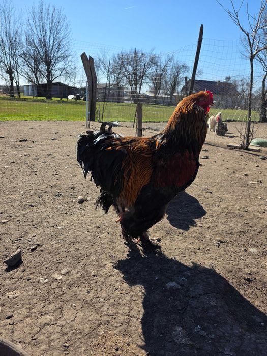 Vand cocoși brahma,matase japoneză si conchinchina