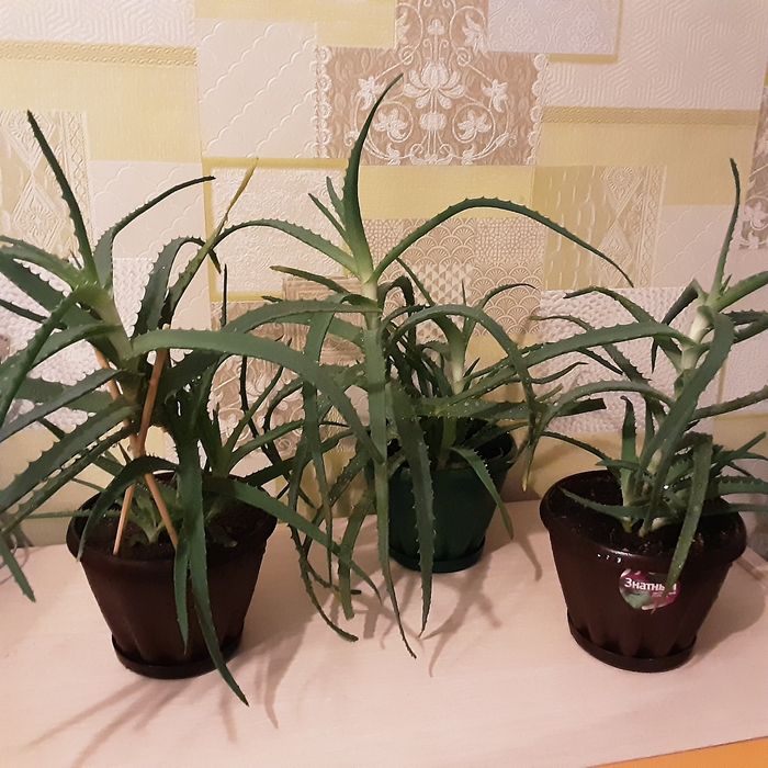 Комнатные цветы, алое