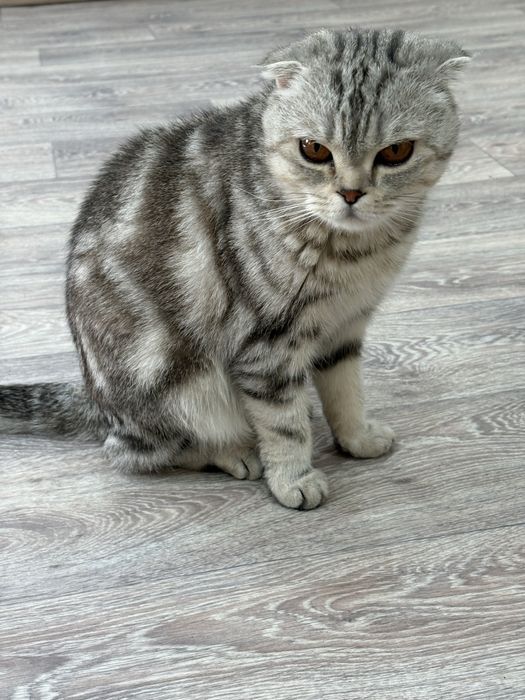 Продам вислоухую кошечку