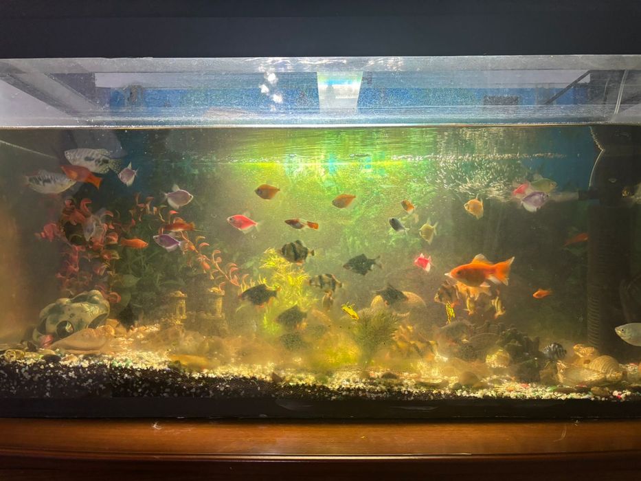 Аквариум 120л с рыбками