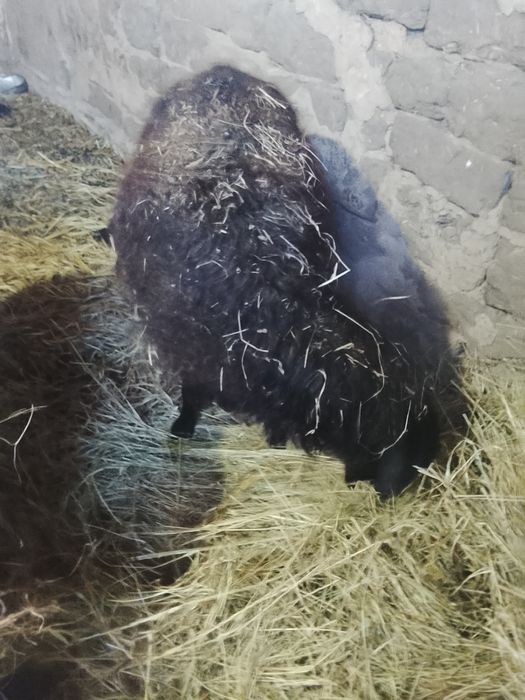 Баран молодая 22