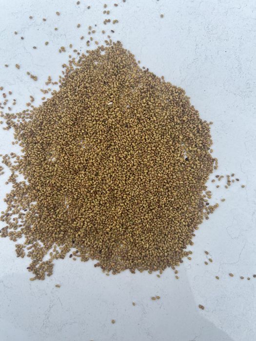 Жонышка ұрық бар