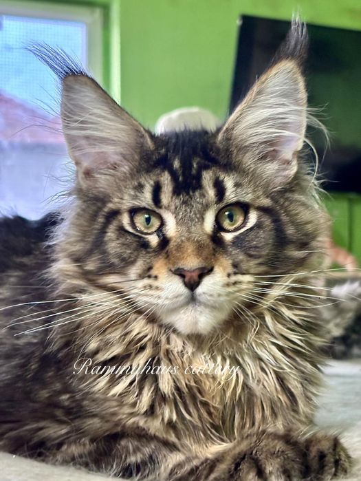 Felisa autorizata WCF, vinde pisoi cu pedigree, rasa Maine coon