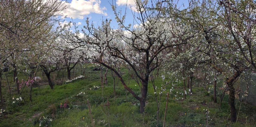 Vând Teren Loc de Casă în Satul Tocileni La Centru și Casă Bătrânească